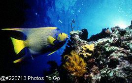 Queen angelfish