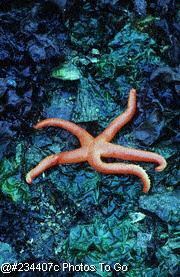Orange starfish on rocks