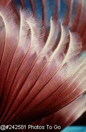 Colonial feather duster worm